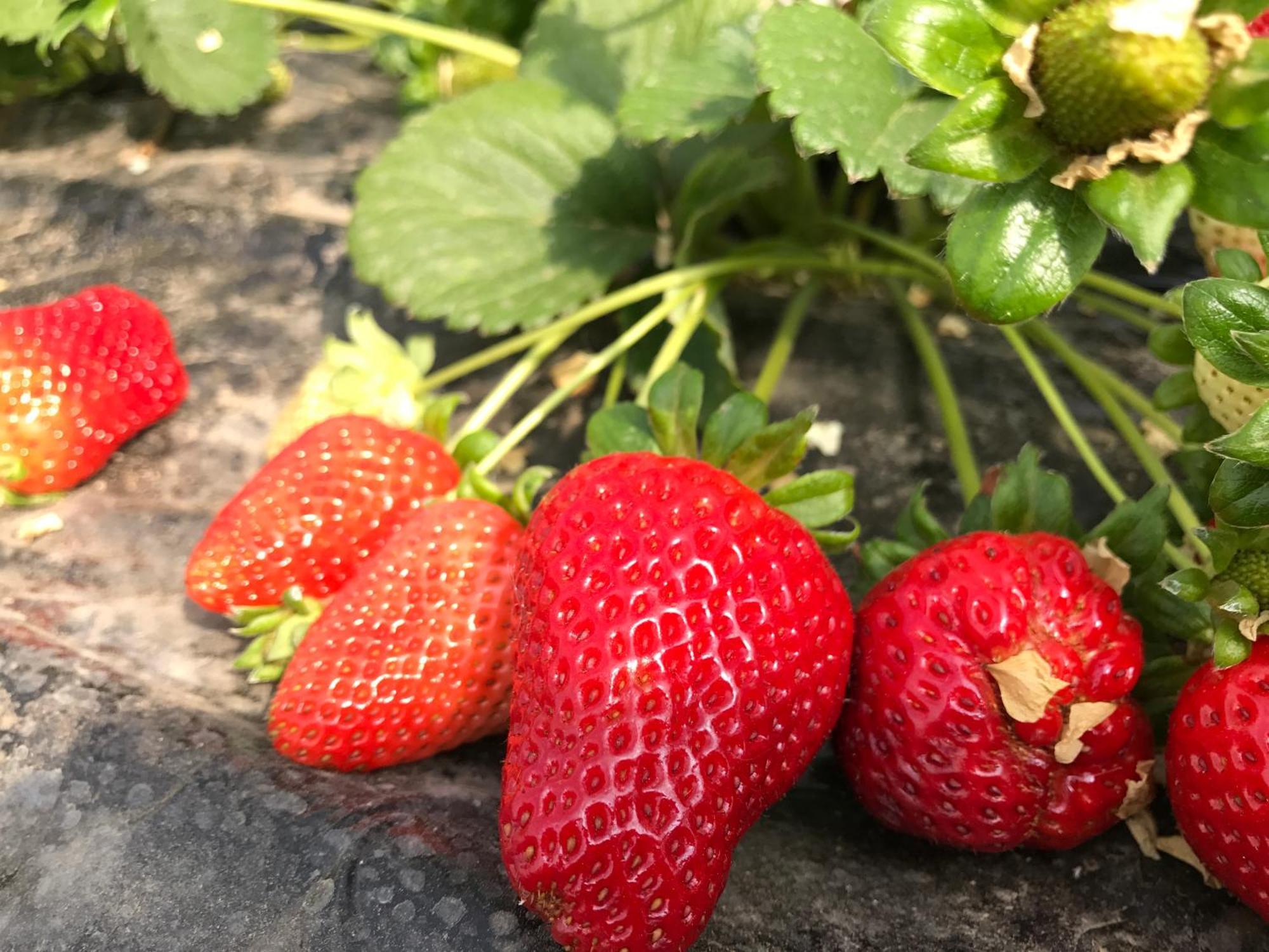 Agriturismo Il Giglio Oristano Eksteriør bilde